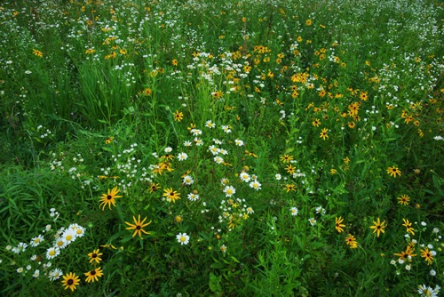 \Wildflowers, Delaware Water Gap National Recreation Area (8310 SA).jpg